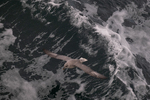 Arctic flight 