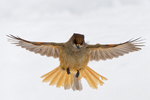 Innfor landing