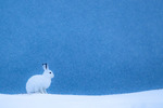 Hare i snøvær
