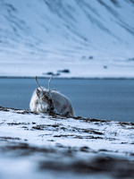 Hvilende Svalbard reinsdyr