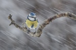 Snødrev