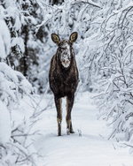Første vinter alene