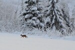 Bambi i vinterland 