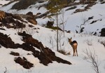 Morgenfugl i soloppgang 