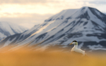 Ærfugl i miljø