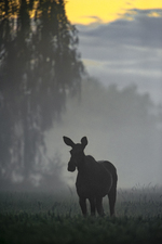Sommerkveld