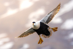 Inn for landing