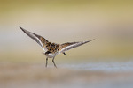 Dvergsnipe