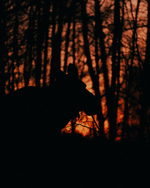 Elg i solnedgang 