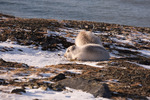 Sunbathing 