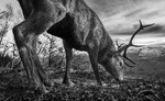 Hjortebukk snusar i brunstgrop