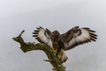 Common Buzzard