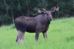 Elgoksen "Brutus" 