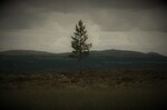 Furua på Rørosvidda 
