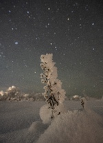 Rimfrost