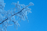 Nysnø på gren