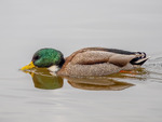 Leken And