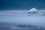 Svalbardrype i snøstorm.