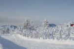 Vinter