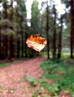 Naturens magi