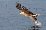 Havørn