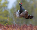 Tiuren går for gull i høydehopp
