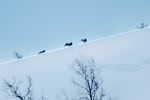 Orrhaner i snoestorm