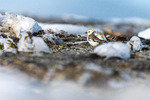Snøspurv i omgivelsenes kamuflasje