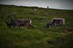 Villrein på Rørosvidda 