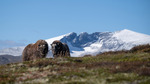 Moskus og Snøhetta