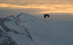 Fly into the artic