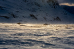 Rype i fjellandskap