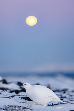 Polarnatt
