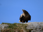 Havørn