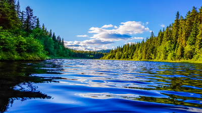 Elv i skogen