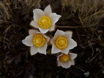 Vårblomst på fjellet: Mogop