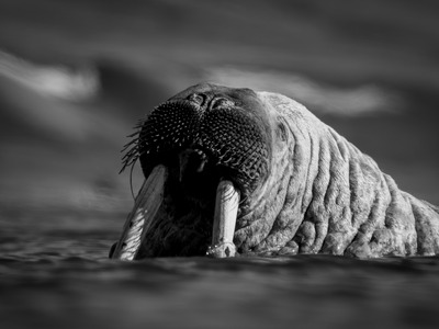 En tungvekter i havet
