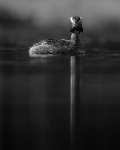 Horndykker-refleksjon