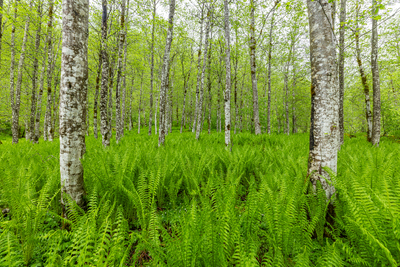 Vårskog