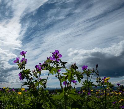 Sommer