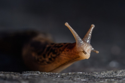 Limax maximus