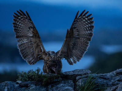 Unfolded wings