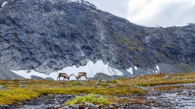 Bukkekamp i høyfjellet