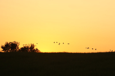 Gjess i solnedgang