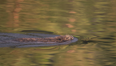 Bever i Trysilelva.