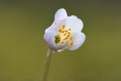 Blomst