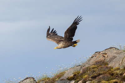 Havørn i kystlandskap