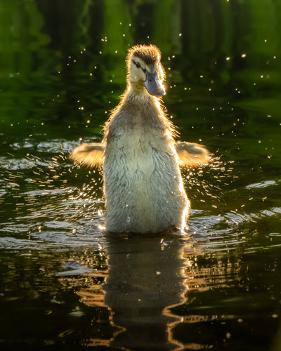 Morgengull