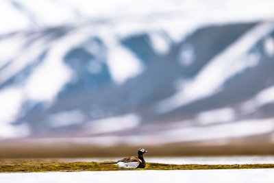 Ensom sjel i fjellheimen