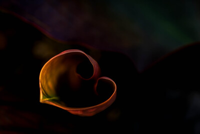 Heart of gold